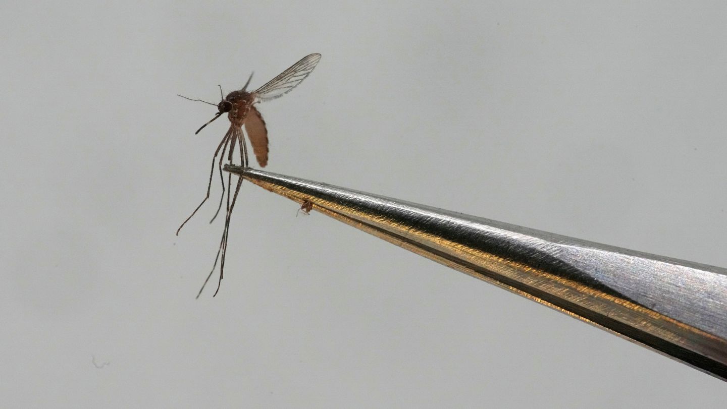 Deaths as Mali grapples with rise of dengue fever
