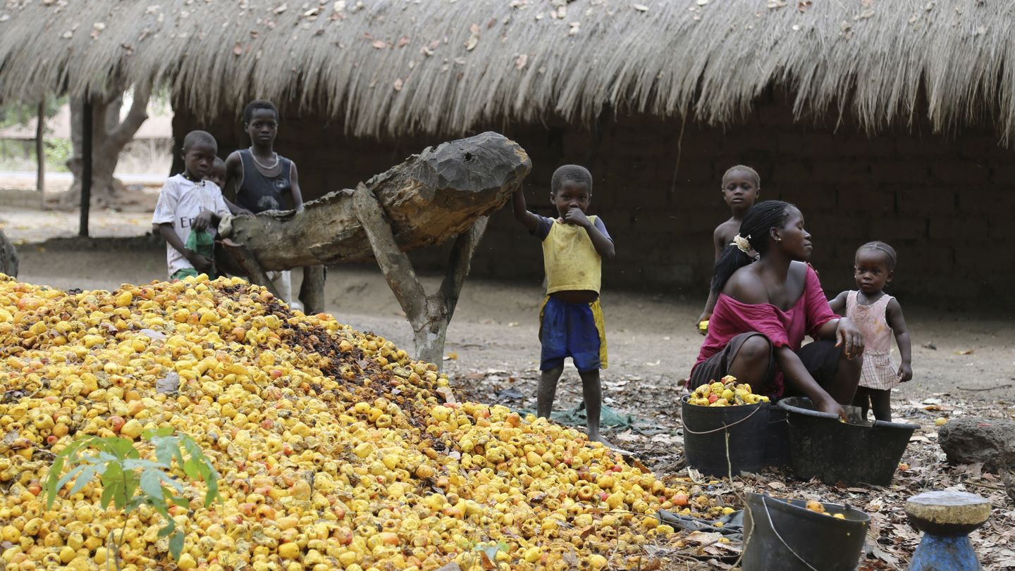 Comment la volatilité des prix de la noix de cajou alimente la crise alimentaire cachée en Guinée-Bissau