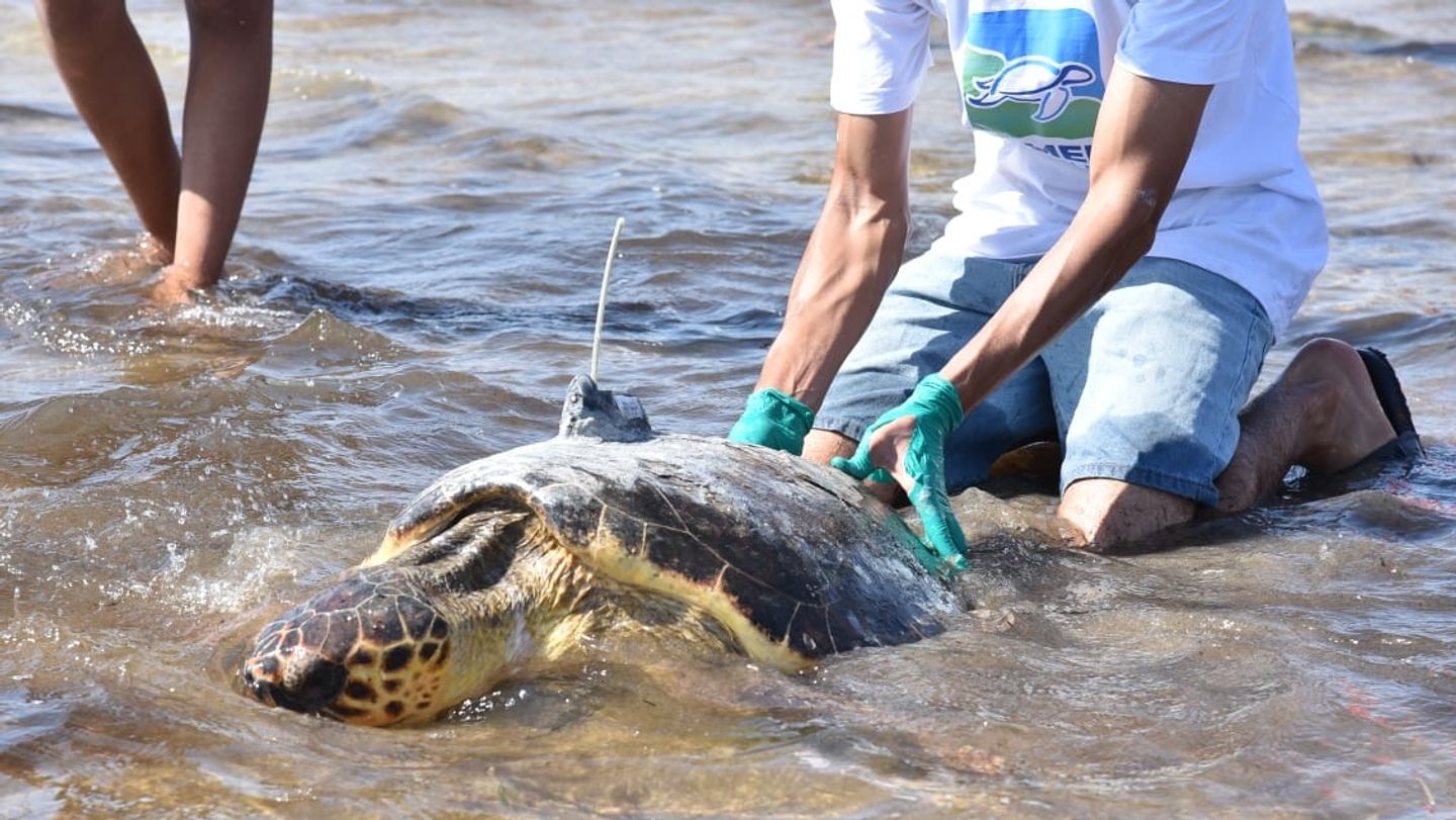 Tunisie : un centre de soin donne une seconde vie aux tortues en danger