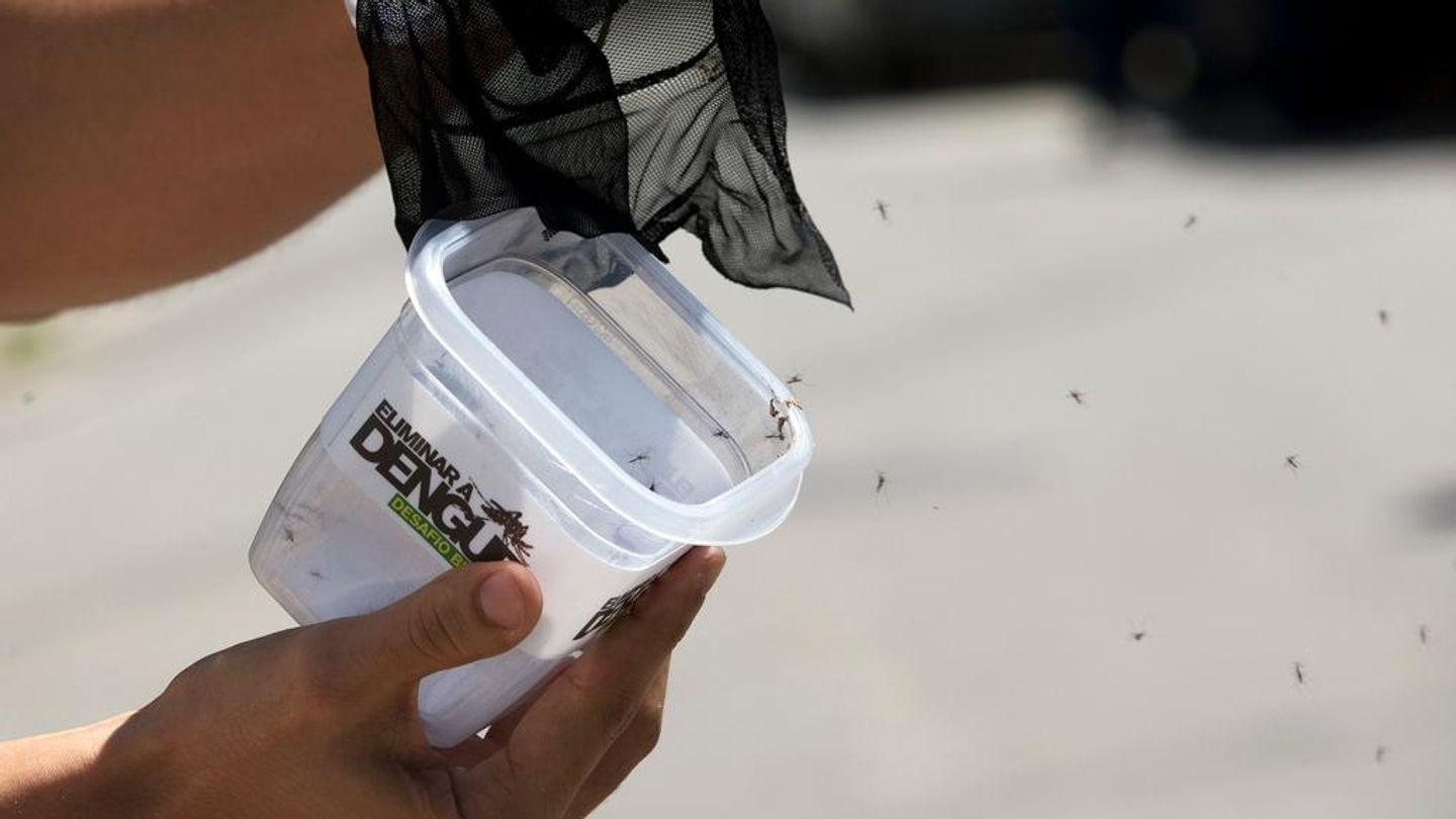 Togo : huit cas de dengue recensés dans le pays