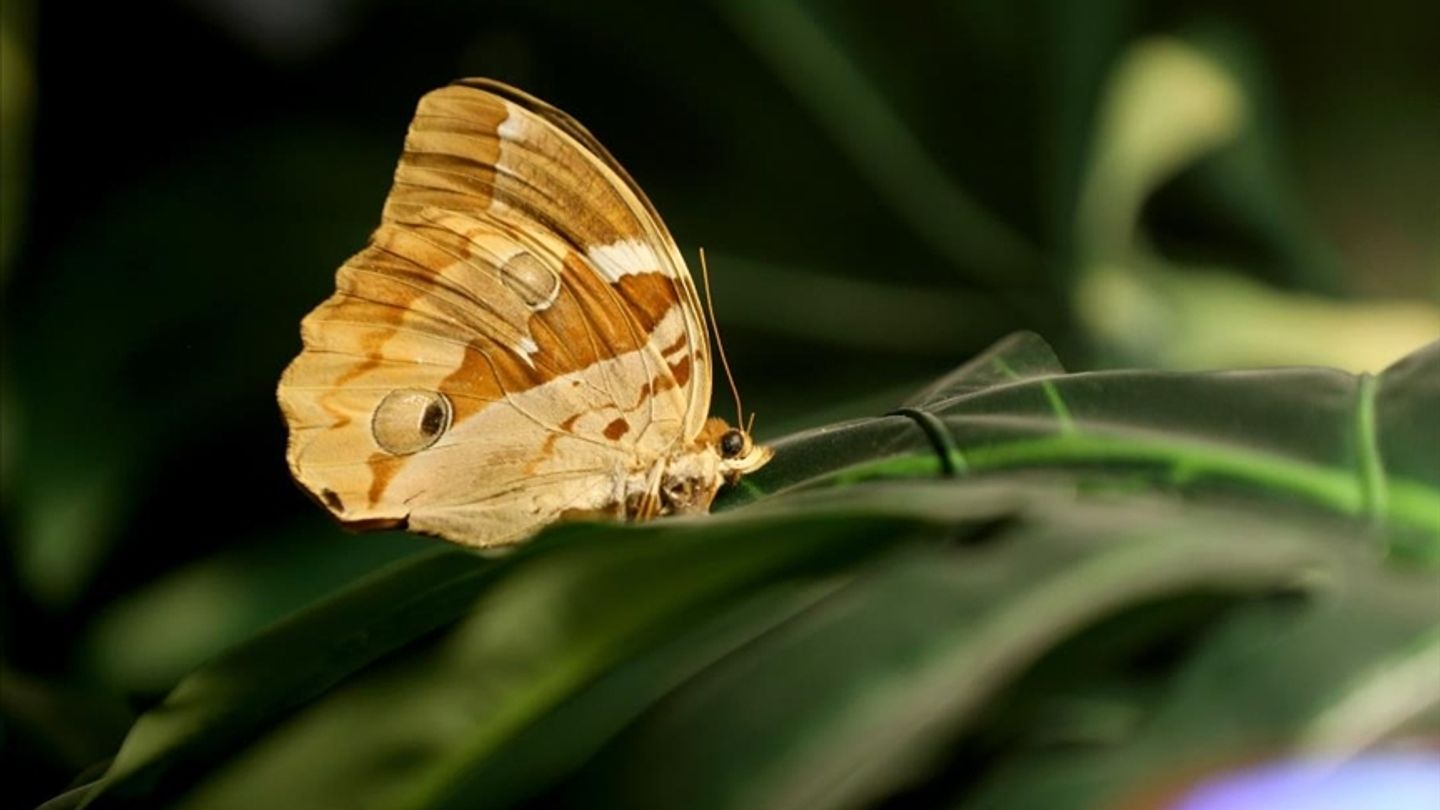 Turquie: le jardin des papillons tropicaux a accueilli plus de 3 millions de visiteurs depuis 2015