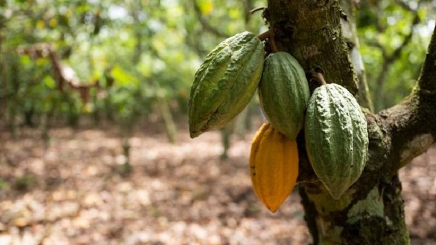 Yawaitar kwararar Hamada a Côte d'Ivoire da Liberia na da alaƙa da noman cocoa