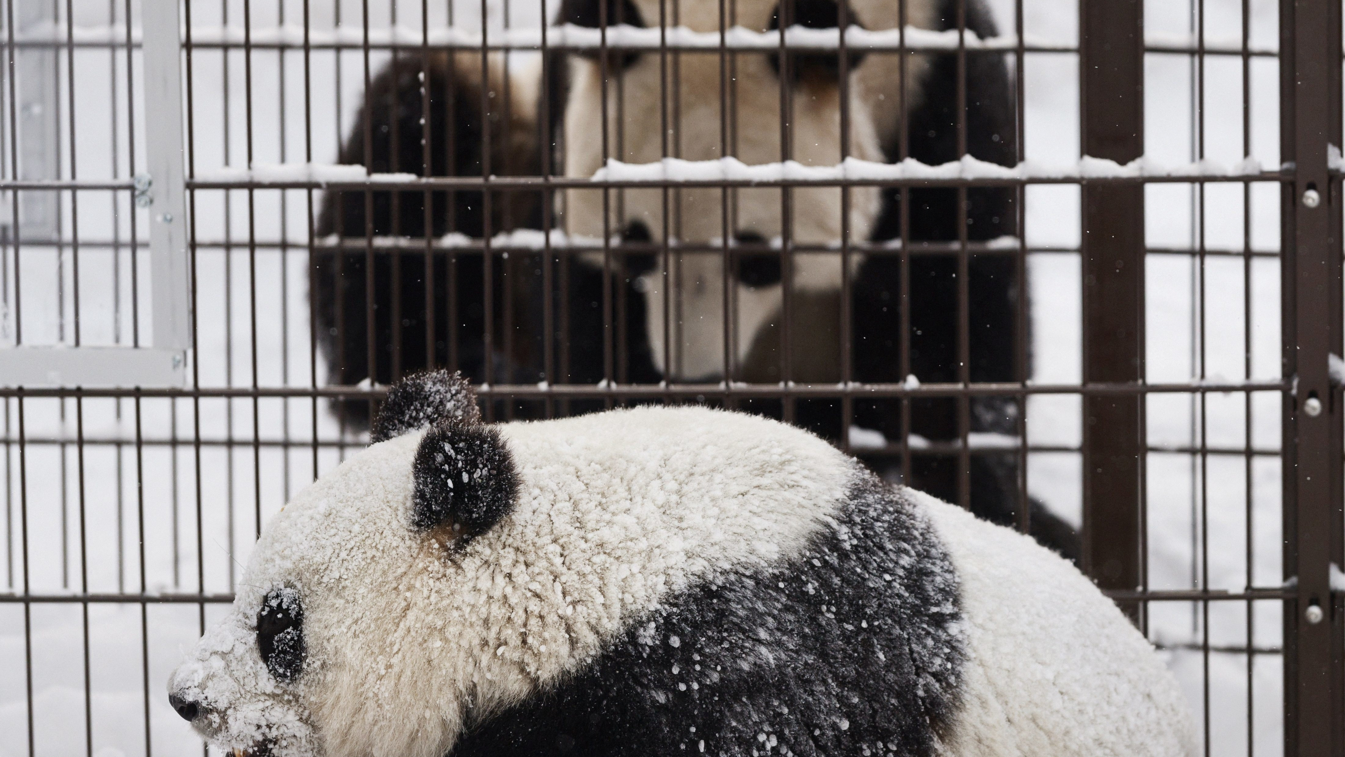 Finnish zoo may return giant pandas to China due to lack of funds - TRT ...