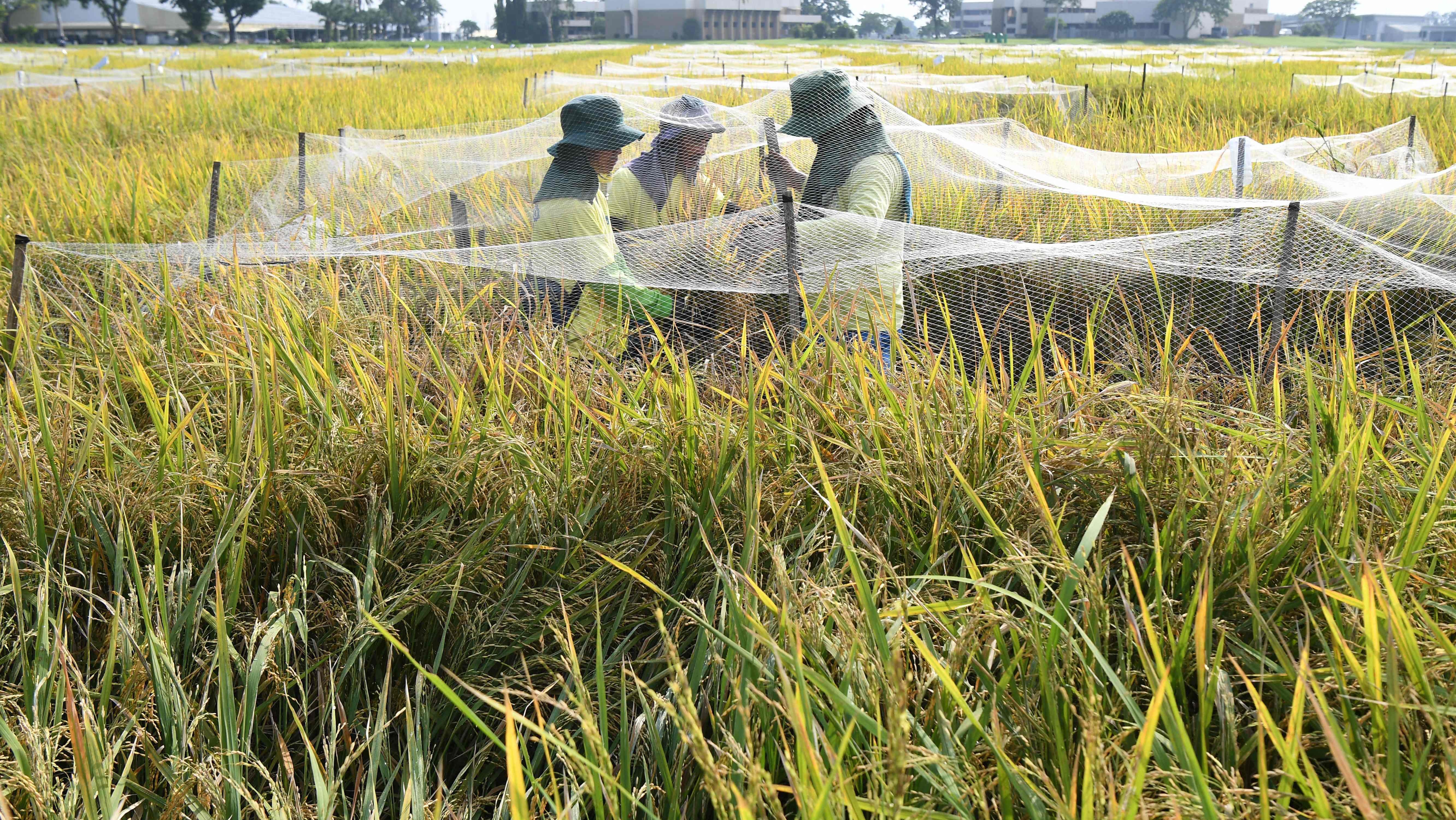 Genetically Modified Giant Rice Philippines blocks 'genetically modified rice' production over safety ...