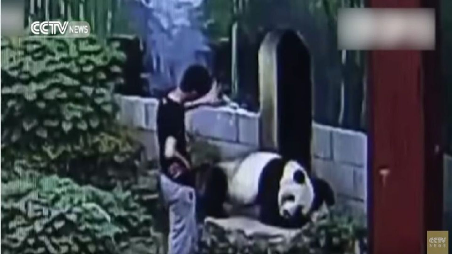 Man wrestles panda bear in Chinese zoo